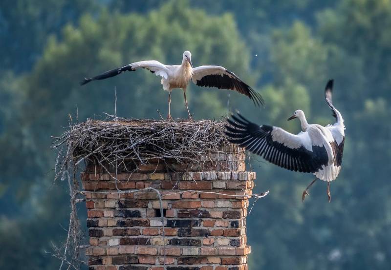 Expert Chimney Animal Removal in Wellington, FL Professional Chimney Animal Removal Services in Wellington, Florida