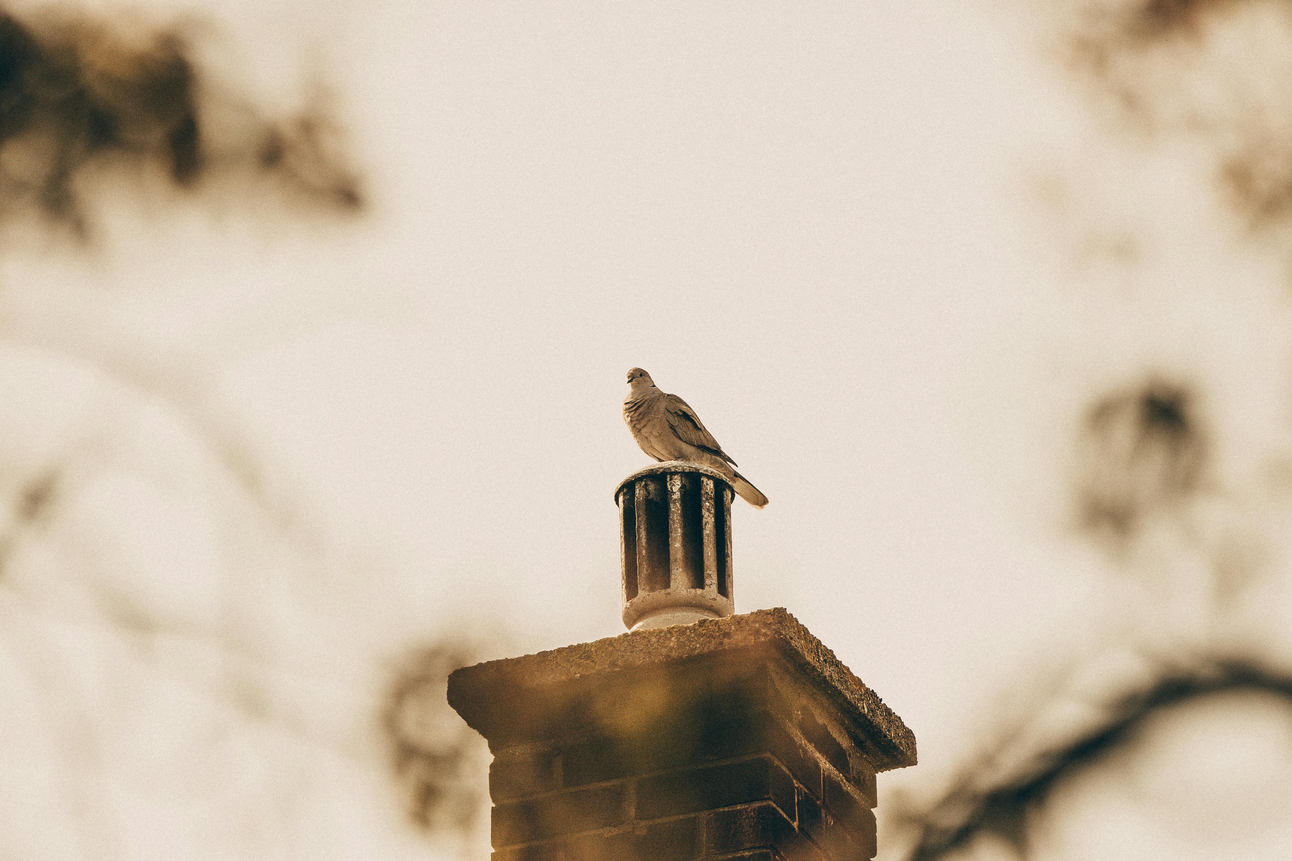 Expert Chimney Cap Installation in Wellington, Florida